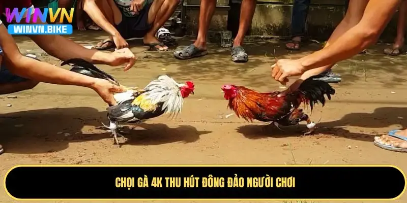 Đá Gà 4K WINVN – Trải Nghiệm Cá Cược Đỉnh Cao Năm 2025 2 Ưu điểm khiến chọi gà 4K được nhiều người ưa chuộng